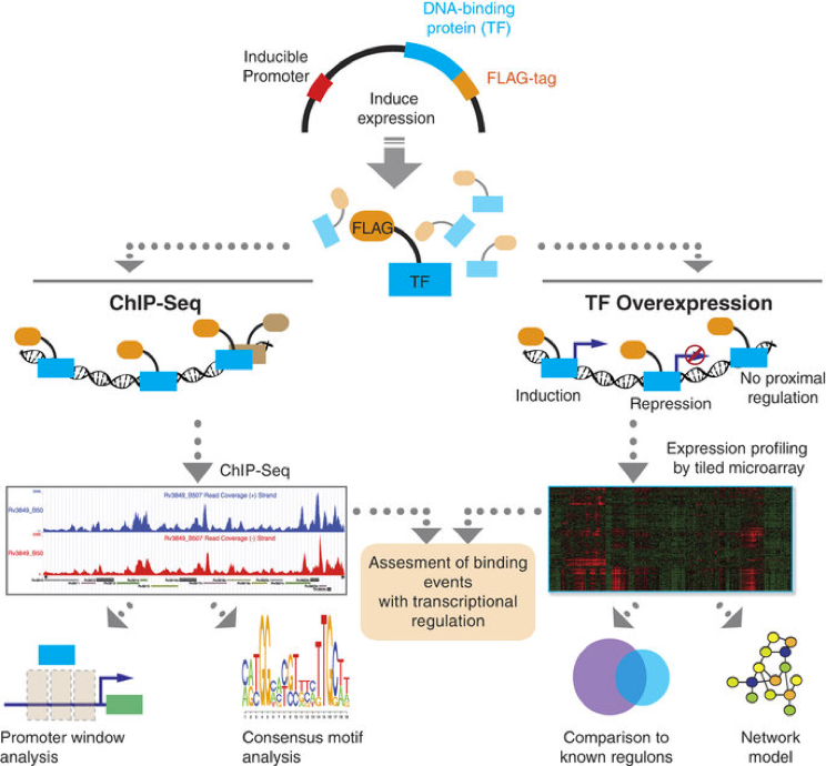 Omics4TB ChIP-Seq Experiments | BV-BRC