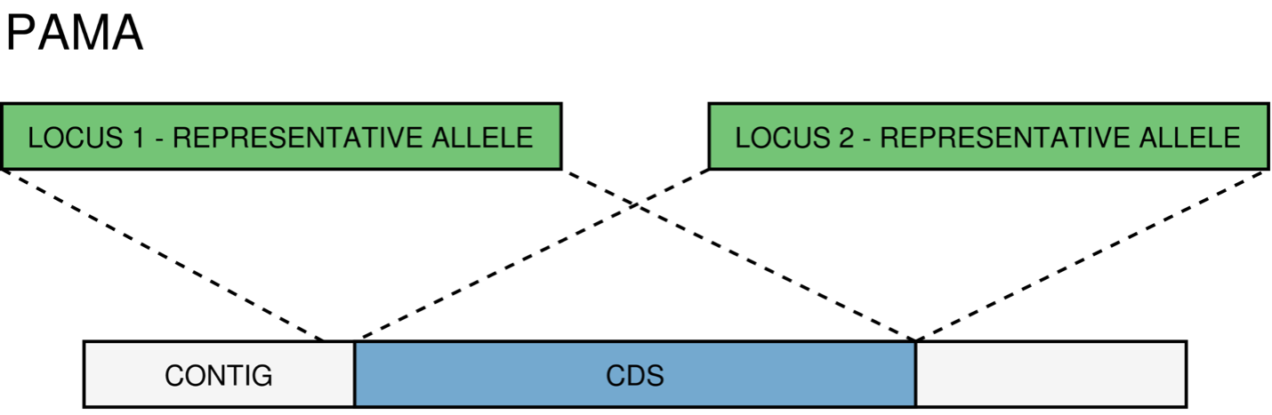 an image of the PAMA match